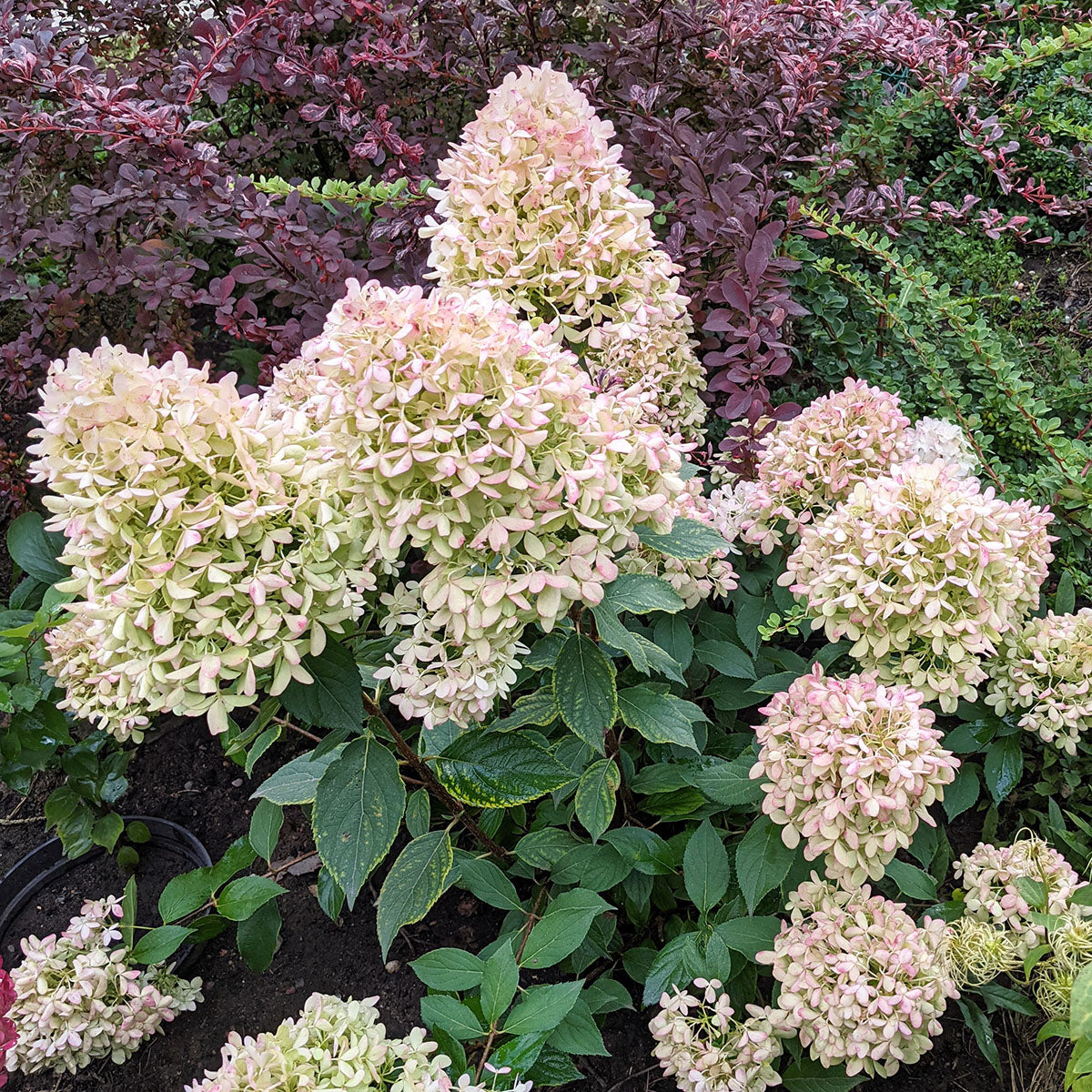 Hydrangea paniculata 'Skyfall'