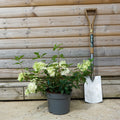Hydrangea paniculata Vanille Fraisse 5L pot
