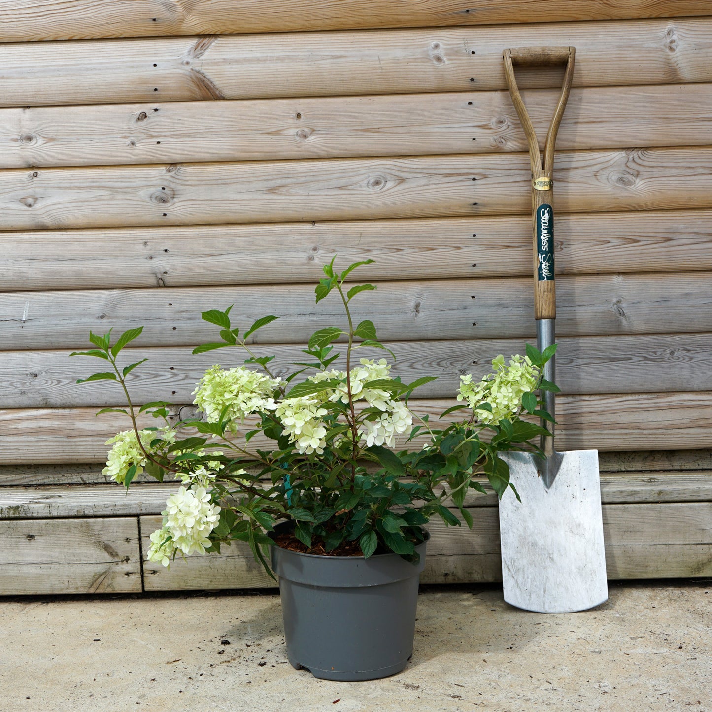 Hydrangea paniculata Vanille Fraisse 5L pot