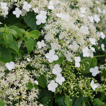 Hydrangea petiolaris climber