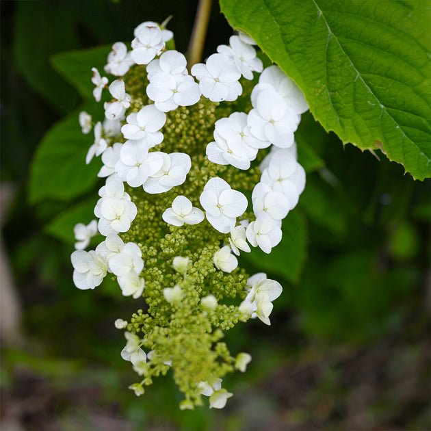 Hydrangea quercifolia