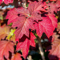 Hydrangea quercifolia oak-leaves in autumn