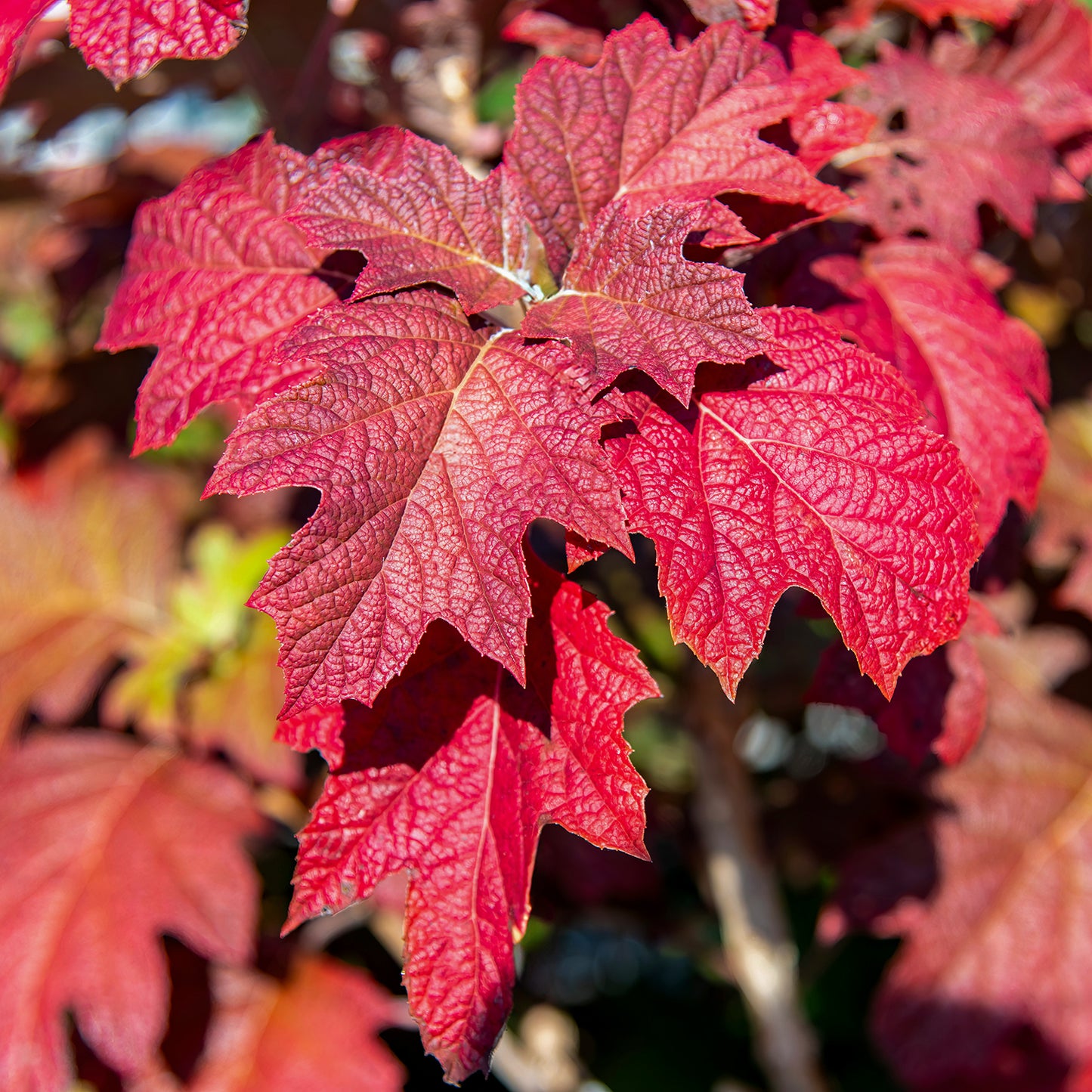 Hydrangea quercifolia oak-leaves in autumn