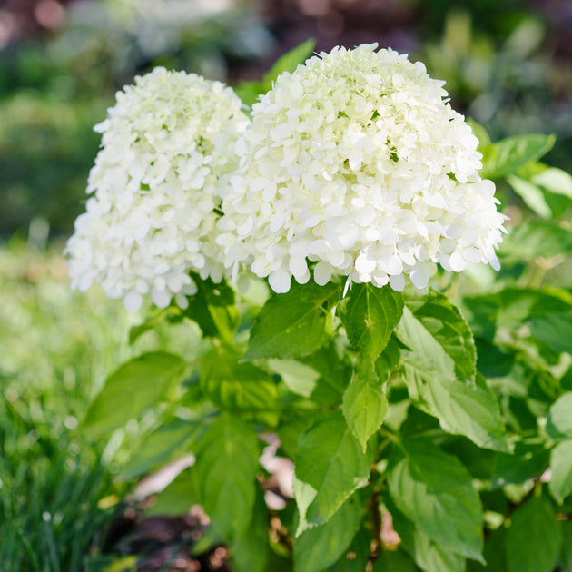 Hydrangea paniculata Little Spooky