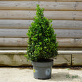 Ilex Crenata 'Dark Green' Topiary Pyramid