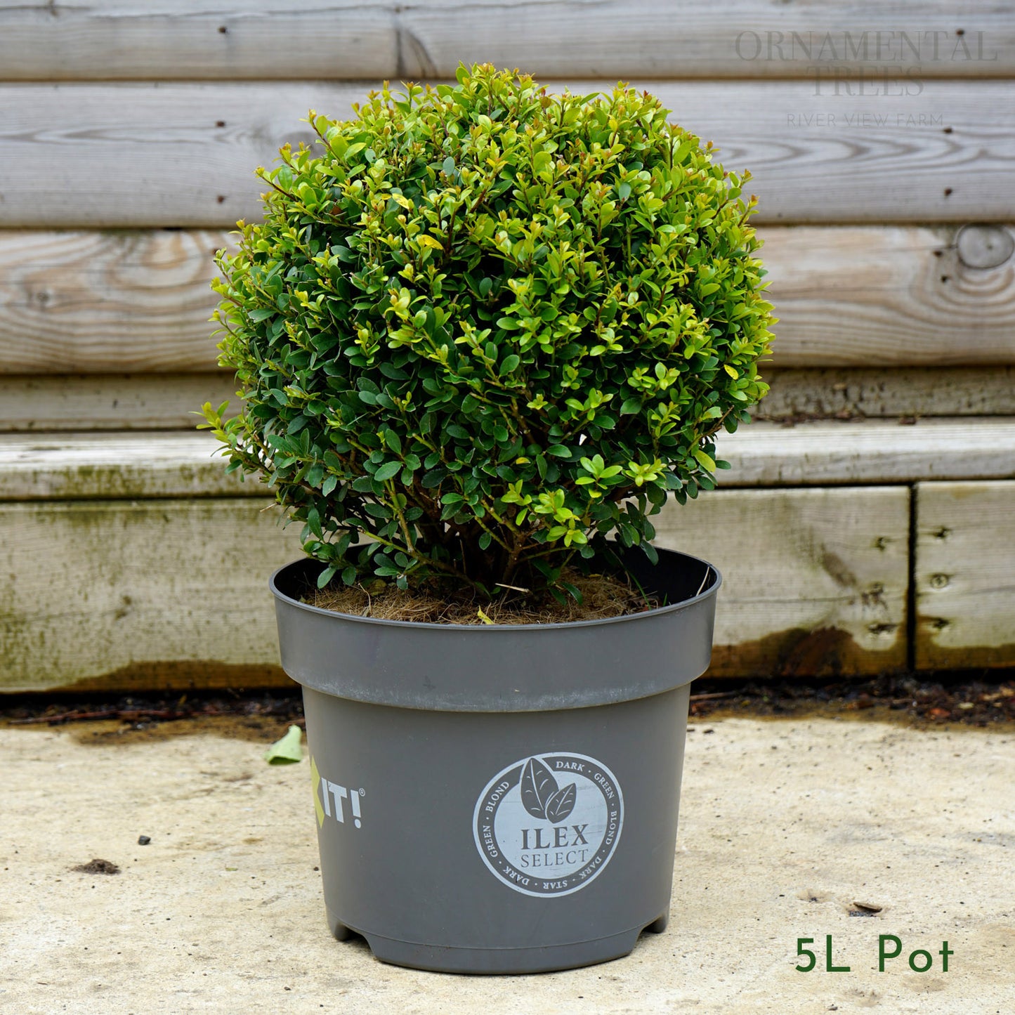 Ilex Crenata 'Dark Green' Topiary Ball