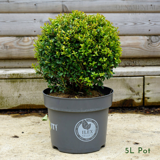 Ilex Crenata 'Dark Green' Topiary Ball