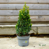 Ilex Crenata 'Dark Green' Topiary Pyramid