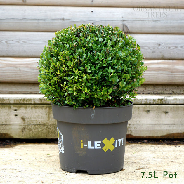 Ilex Crenata 'Dark Green' Topiary Ball