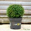 Ilex Crenata 'Dark Green' Topiary Ball