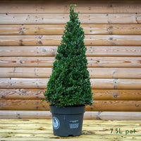 Ilex Crenata 'Dark Green' Topiary Pyramid