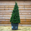 Ilex Crenata 'Dark Green' Topiary Pyramid