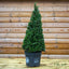 Ilex Crenata 'Dark Green' Topiary Pyramid