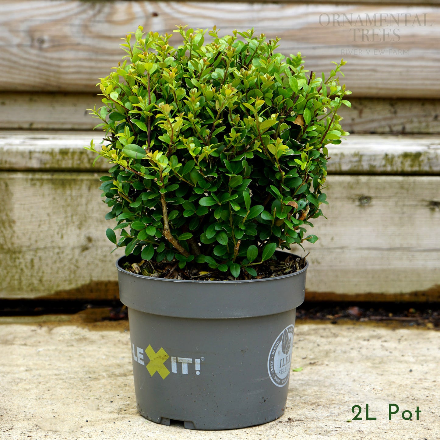 Ilex Crenata 'Dark Green' Topiary Ball