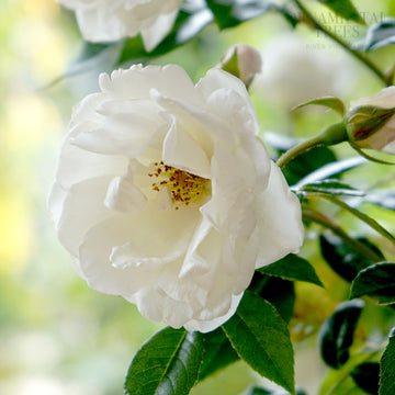 Rose Iceberg