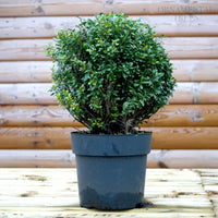 Ilex crenata Holly Topiary Ball 