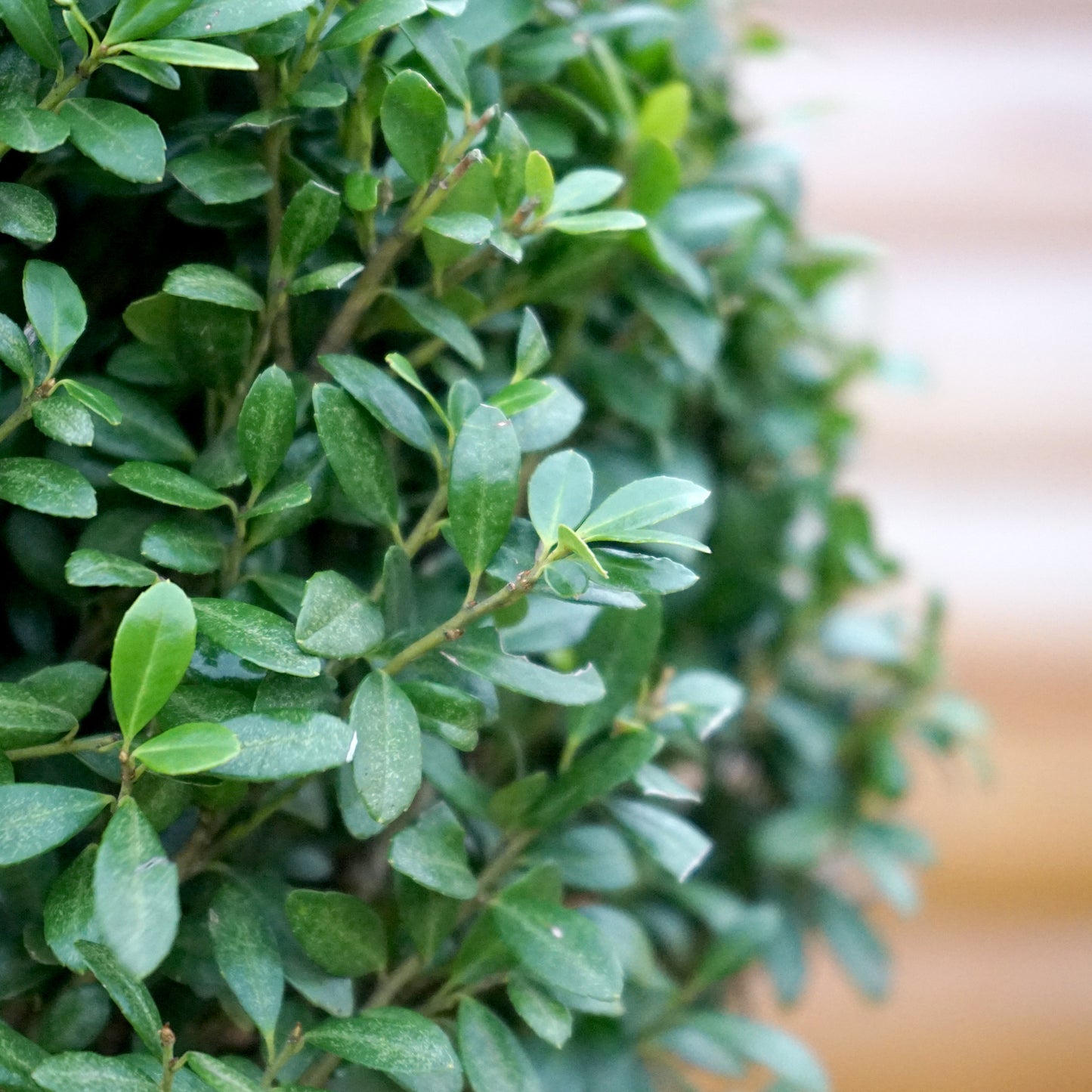 Ilex crenata Dark Green Holly topiary leaves