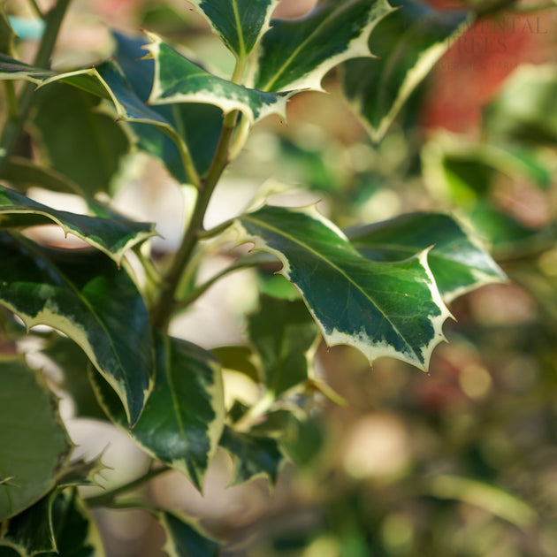 Ilex Margentea Marginata