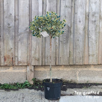 Ilex 'Argentea Marginata' top grafted lollipop holly tree