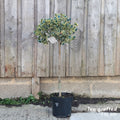 Tree top grafted at 60cm, 70-100cm, 7.5L pot