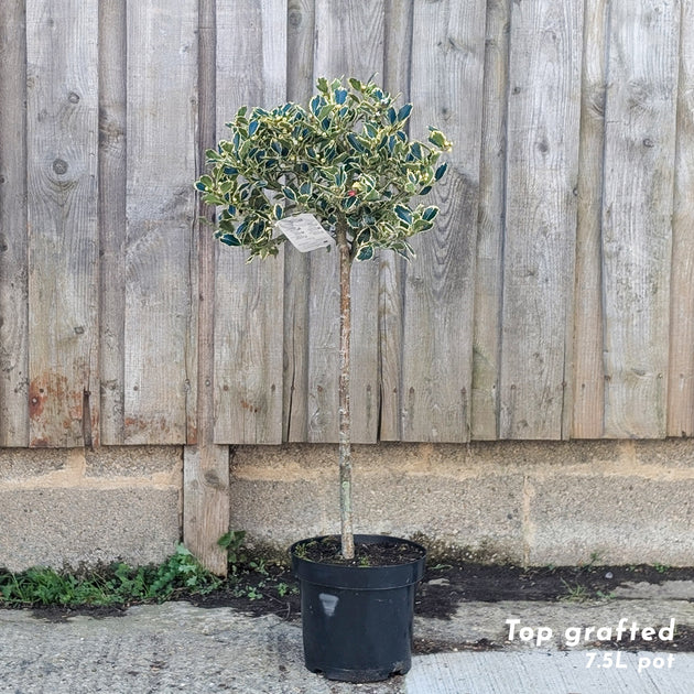 Ilex 'Argentea Marginata' top grafted lollipop holly tree