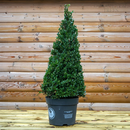 Ilex cenata Dark Green Holly topiary pyramid