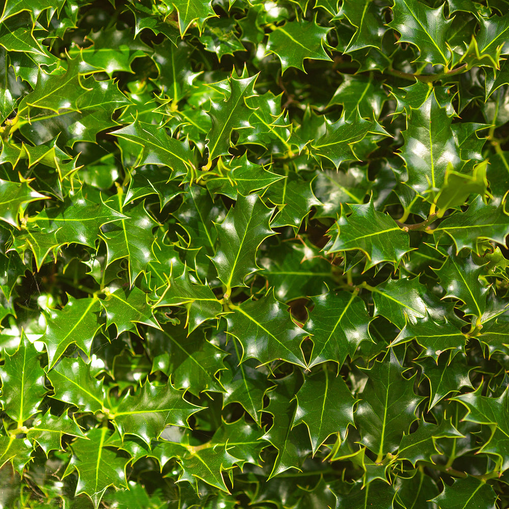 Ilex aquifolium Hedging