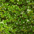 Hedging, 80-100cm height, rootball