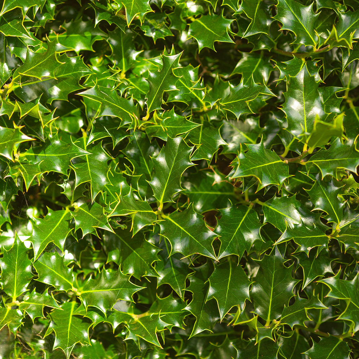 Ilex aquifolium Hedging
