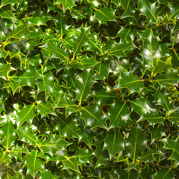 Ilex aquifolium Hedging
