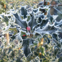 Ilex aquifolium Holly with frost