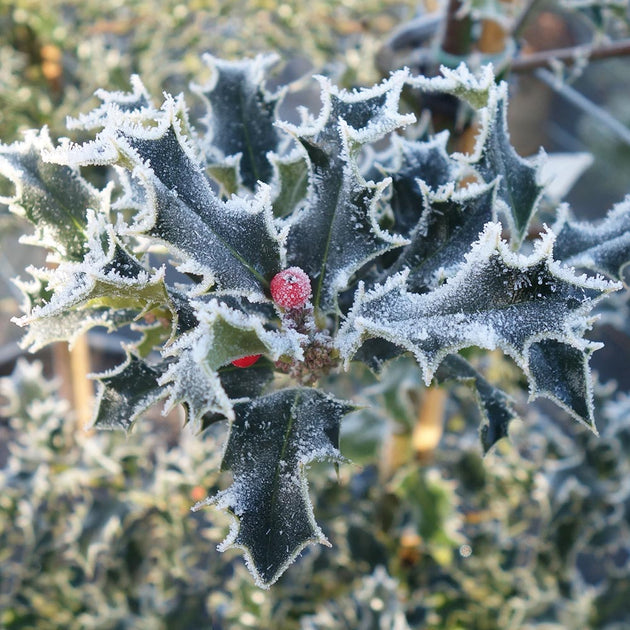 Ilex aquifolium Holly with frost