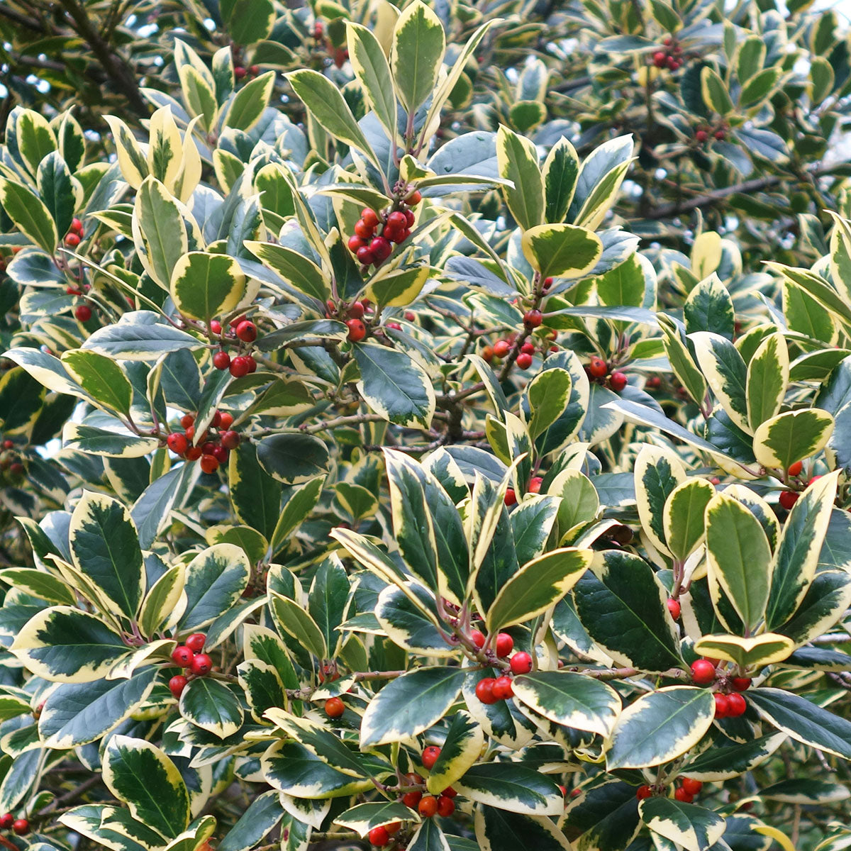 Trees For Shade Trees That Grow In Shade Ornamental Trees Trees For Shade Trees That Grow In Shade Ornamental Trees