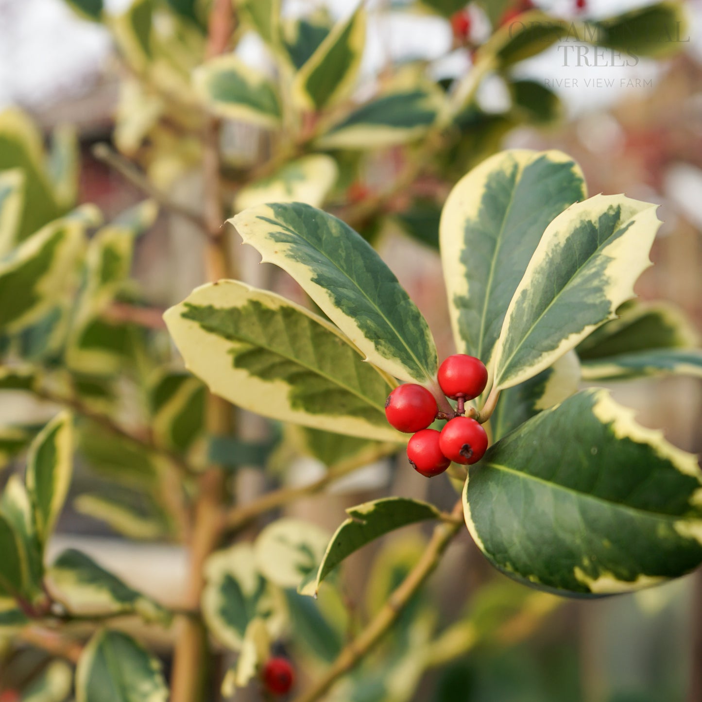 Ilex x altaclerensis 'Golden King' Tree