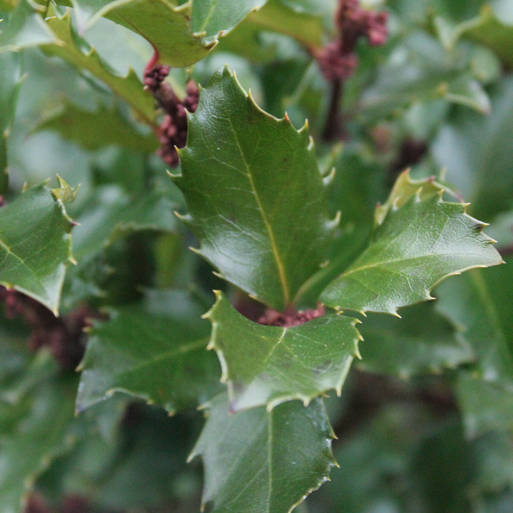 Ilex × meserveae 'Blue Prince' Blue Holly Hedging