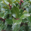 Ilex × meserveae 'Blue Prince' Blue Holly Hedging