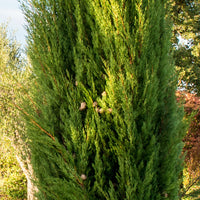 Cupressus sempervirens 'Pyramidalis' Italian Cypress closeup
