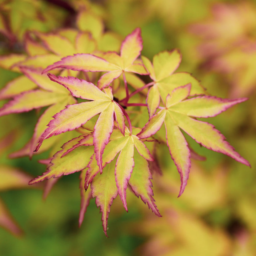 Snake Bark Maple Trees | Acer | Ornamental Trees