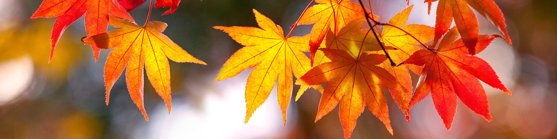 Autumn Japanese Maples