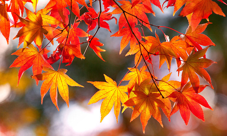 Autumn Japanese Maples