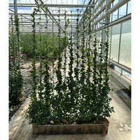 Star Jasmine Garden Screening