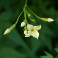 Climber, 50-70cm, 3L pot