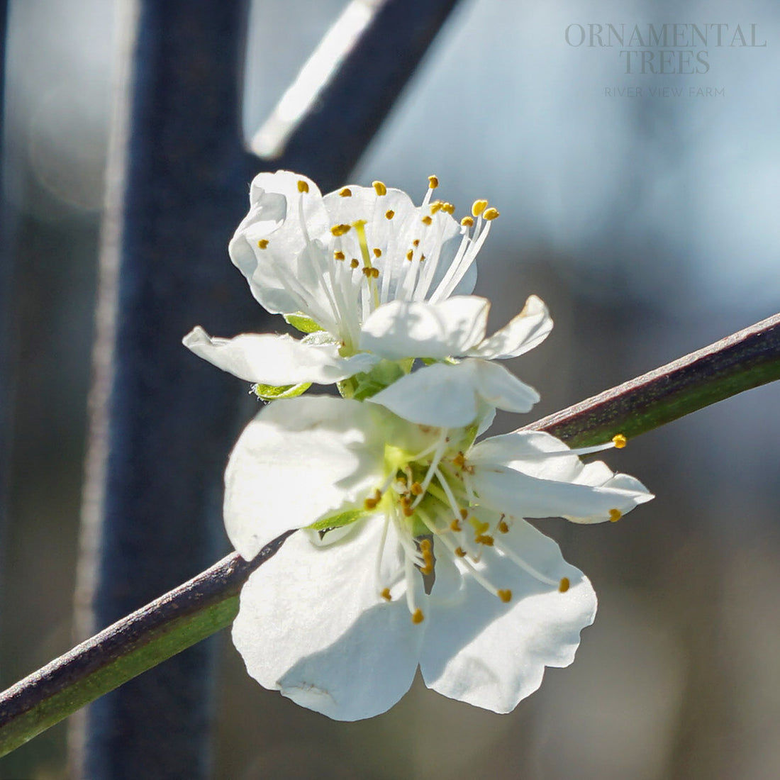 Jubilee Plum Tree | Dual Purpose Purple Plum | Ornamental Trees
