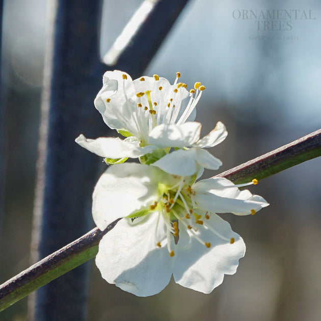 Jubilee plum flowers