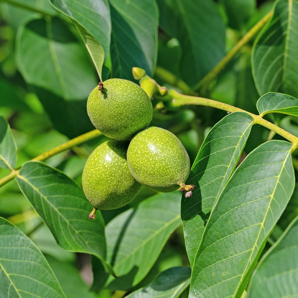 Juglans regia | English or Common Walnut Trees For Sale – Ornamental Trees
