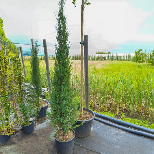 Juniperus Blue Arrow