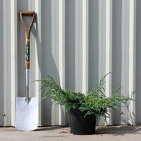 Juniperus Squamata Blue Carpet