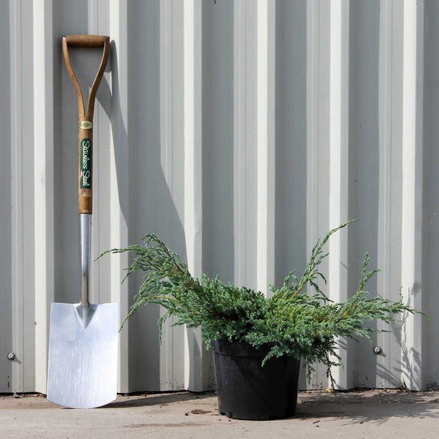 Juniperus Squamata Blue Carpet