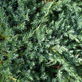 Juniperus blue carpet