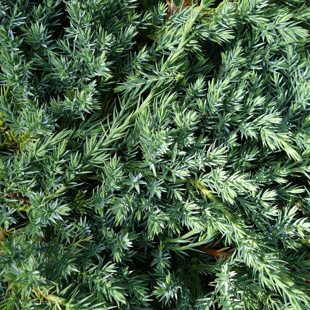 Juniperus blue carpet